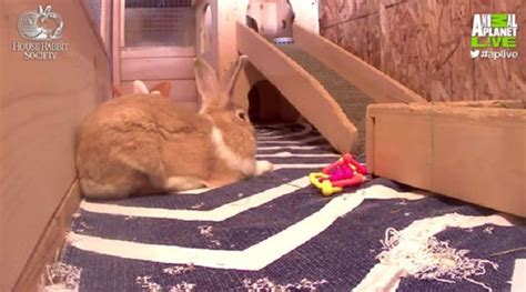 rabbits cams|Amateur Cams .